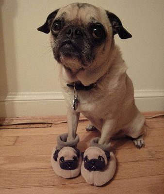 ぬいぐるみと動物B11