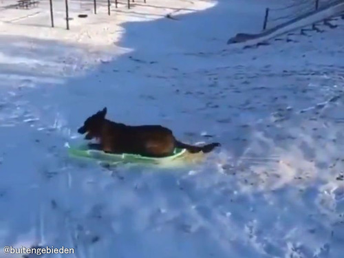 雪そり遊びを覚えた犬…自分で斜面の上まで運んですべり降りる
