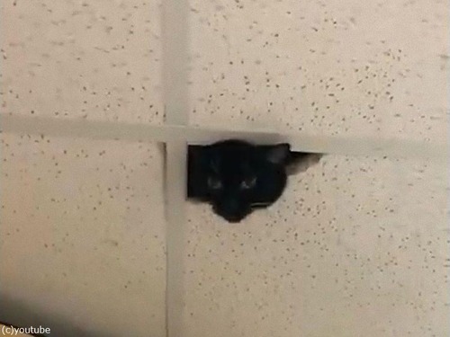 監視カメラだと思ったら 猫だった 動画 らばq 監視カメラだと思ったら 猫だった 動画 らばq