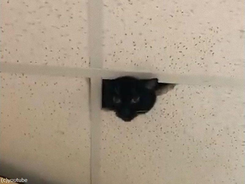 監視カメラだと思ったら 猫だった 動画 らばq 監視カメラだと思ったら 猫だった 動画 らばq