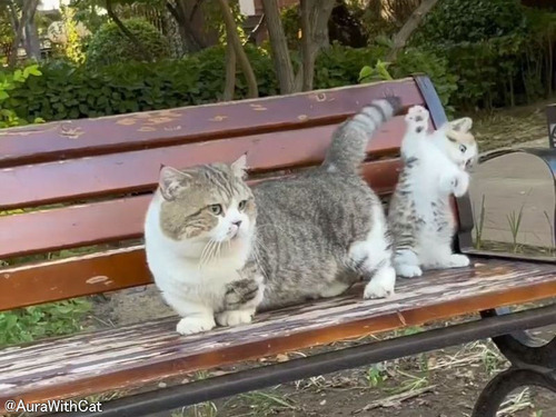 ママ猫が「しっぽ」で子猫を幻惑させる