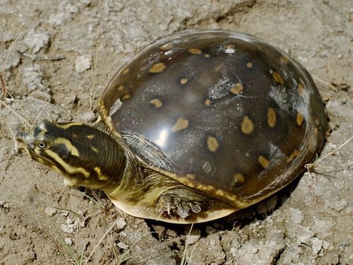 神々しい黄色の亀が発見される03