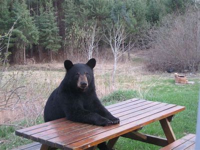 中に人がいそうな動物14