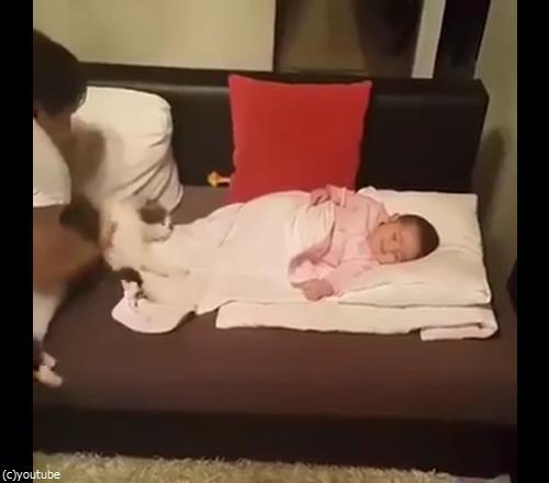 うちの猫は赤ちゃんから離れない01