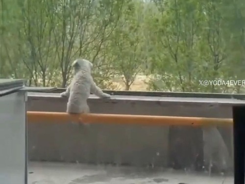 この犬は…ベランダから街の様子を毎日見守っている