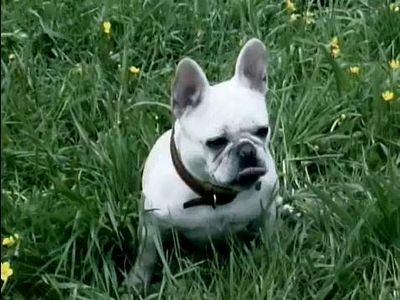 最高の笑顔を見せる犬