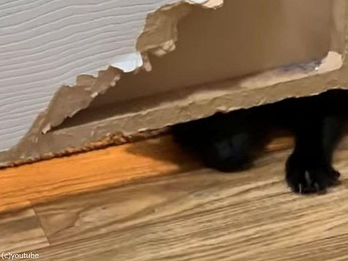 ドアの下の隙間を通る猫
