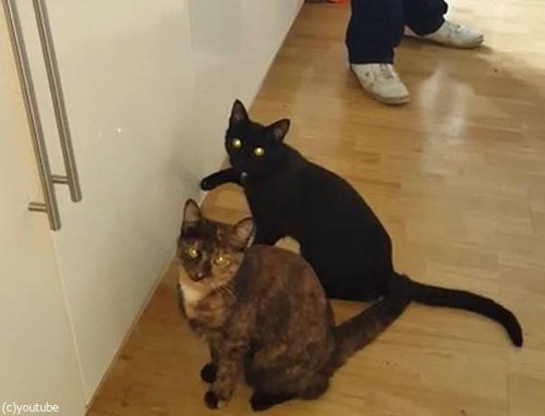 猫2匹が戸棚を連打05