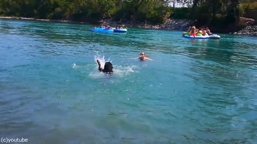 豪快に泳ぎを教えてくれる犬03