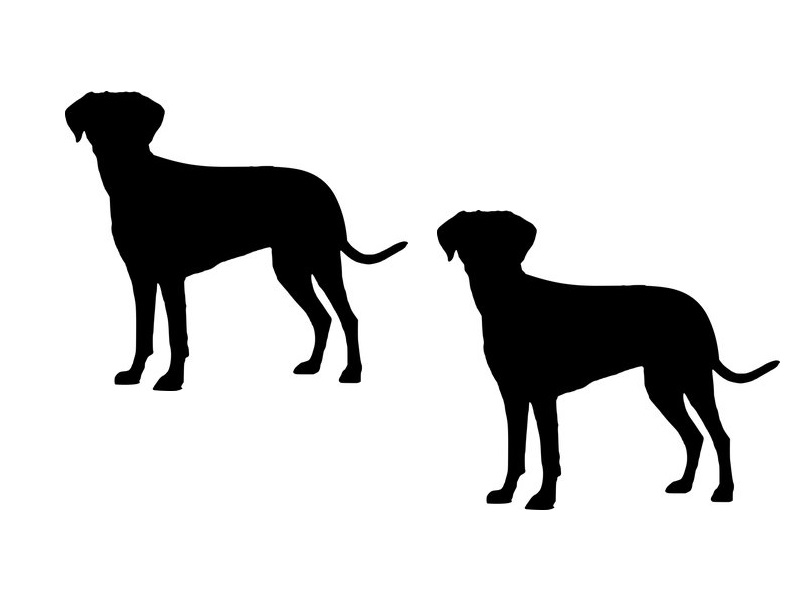 2匹の犬が恐ろしくシンクロしているんだけど 床で寝る姿にびっくり らばq