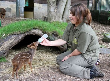 世界最小の鹿プーズー09
