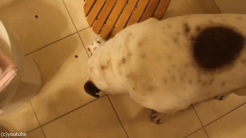 風呂嫌いの犬をおとなしく連れて行く方法03