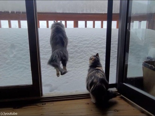 猫がベランダの雪の山に向かってジャンプ