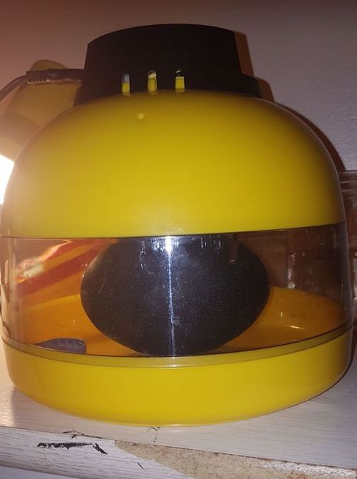 エミューの卵を孵した結果02