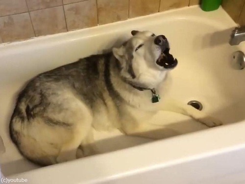 散歩よりお風呂が好きなハスキー犬03