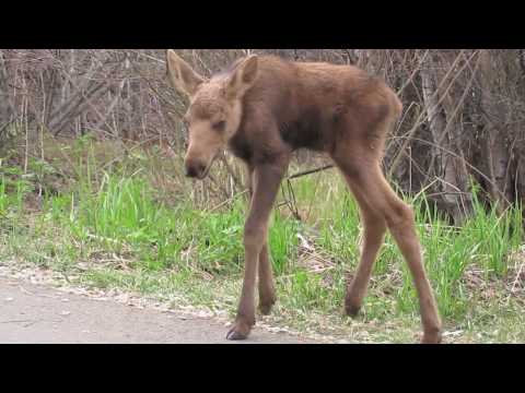 ヘラジカの赤ちゃん04