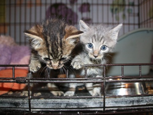 ����ꥫ�ǥڥåȤ�Τ�Ƥ������Ƥ���