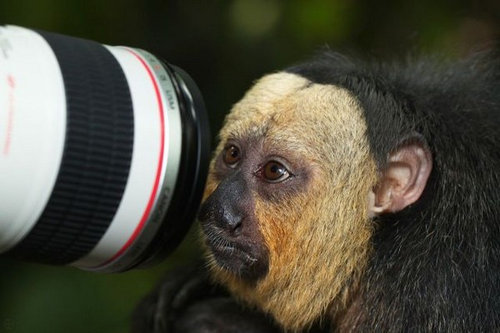 02真正面、ドアップで写る動物たち