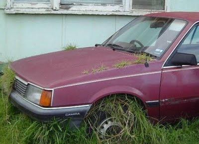 植物の生命力04