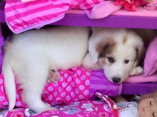 近所の犬がうちの子供部屋にいた02