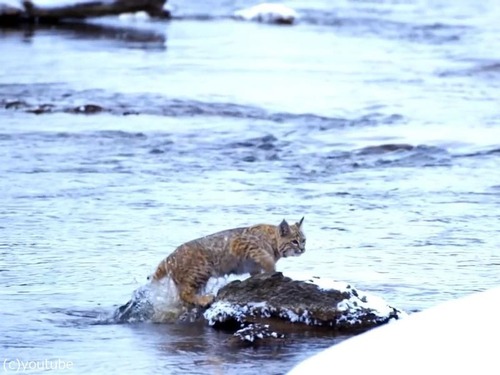 �ܥ֥���åȤΥ�����06