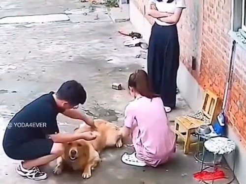 犬が匂いだけでご主人様が帰宅したことを察する証拠