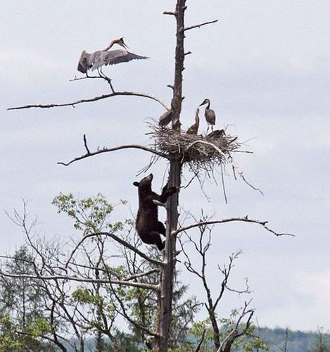 子グマの木登り09