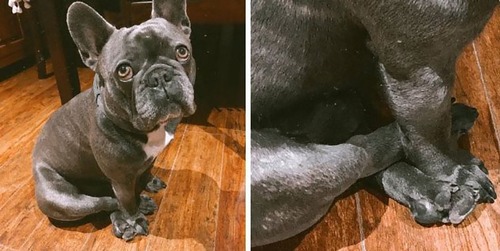 おしとやかに座る犬たち01