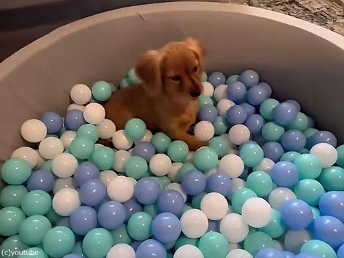子犬にボールプールを用意してあげたら…リアクションが人間の子供と一緒（動画）