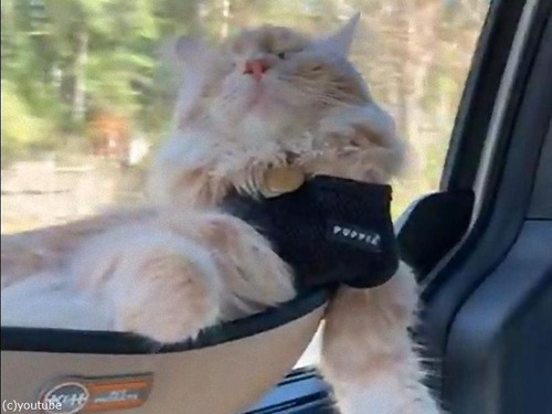 車で爆睡する猫00