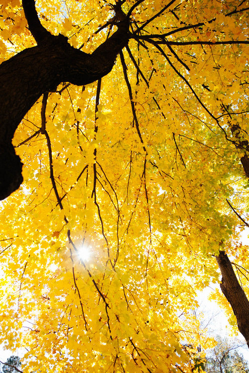 「カメラマンの自分が木に登り始めたとき」02