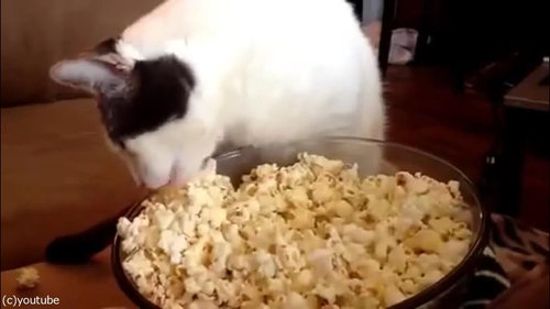 作りたてのポップコーンと猫07