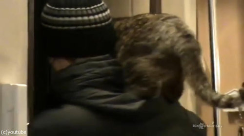 背中に乗ってくる猫10