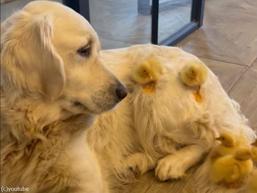 犬をすべり台にして遊ぶアヒルのヒナたち