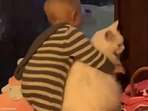 猫と赤ちゃんの友情