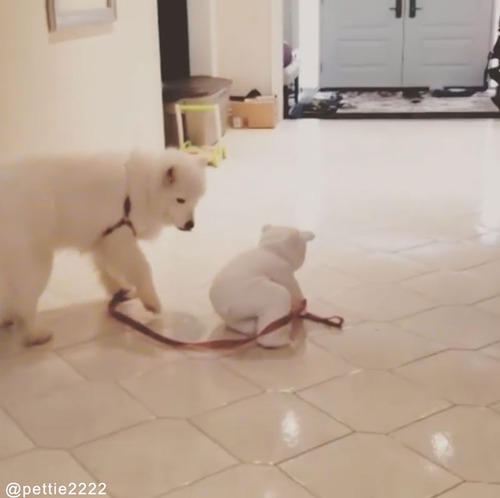 可愛すぎてどっちが飼い主かわからない04