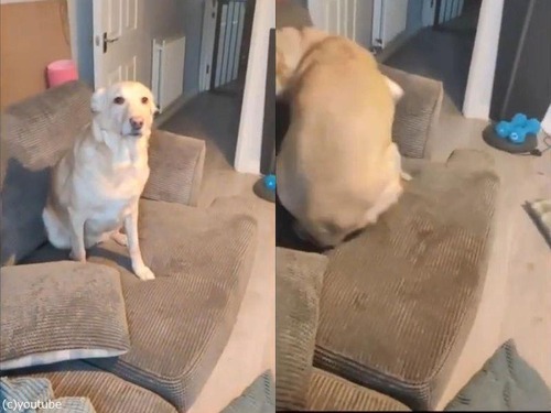 ��˶�ʳ���Ƴ��˽Ф���03