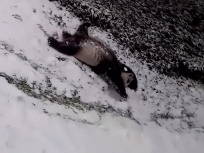超絶かわいい パンダが雪の坂道をあお向け 頭からスライディング 動画 らばq