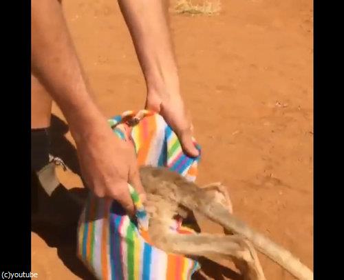 孤児カンガルーの寝かし方03