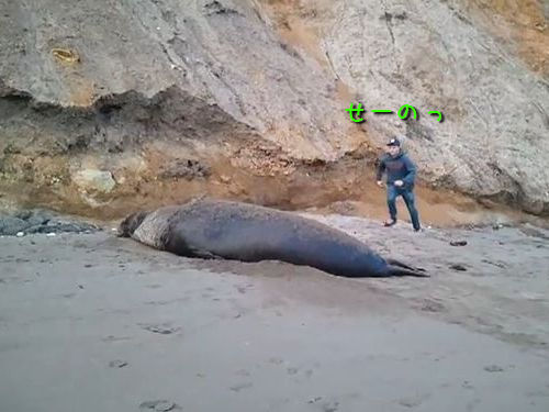 ゾウアザラシの上をジャンプ00