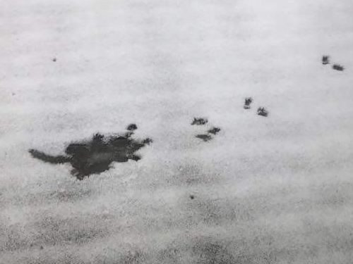 屋根からリスが落ちた02