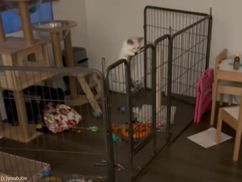 フェンスを乗り越える子猫対策