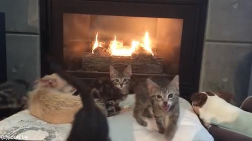 暖炉でくつろぐペットたちに03