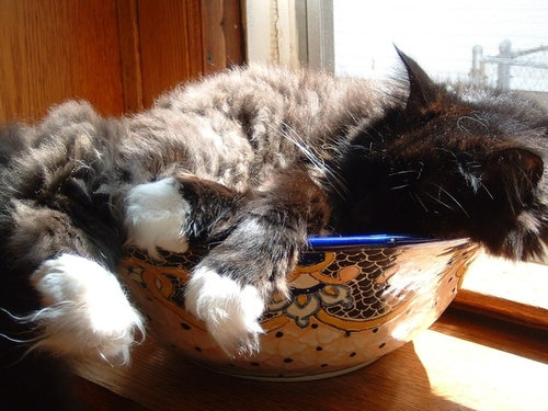 もう子猫じゃない16