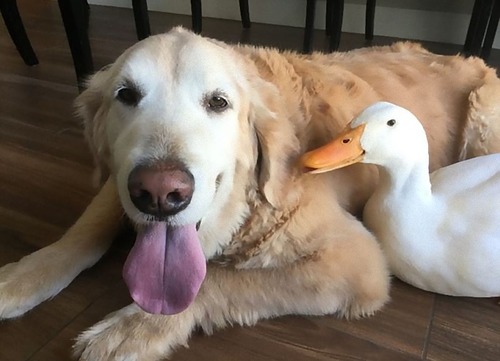 アヒルと犬が親友に11