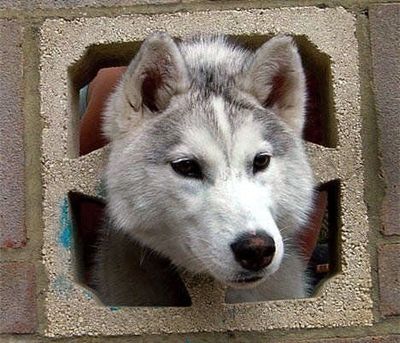 抜けなくなった動物たち05