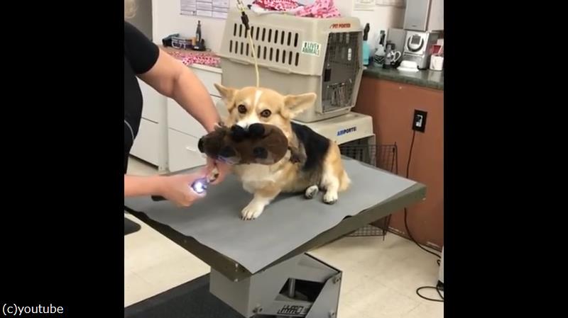 美容室でトリミング中の犬 それでも おもちゃは離さない 動画 らばq