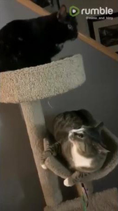 同居猫のジャンプに全力で驚く猫01