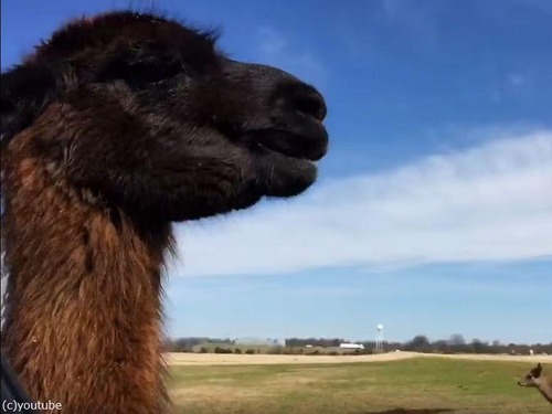 ���ޤ˥�����Ϳ����Ȥ�06