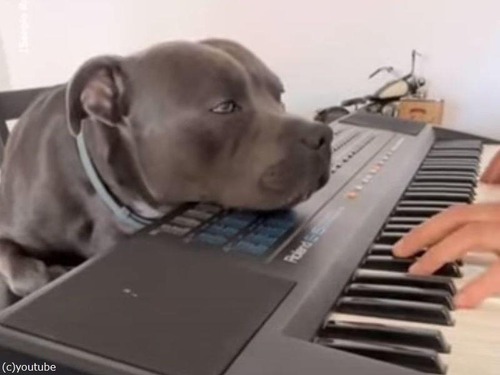 ピアノの音色にうっとりする犬…演奏する飼い主さんの目の前で（動画）